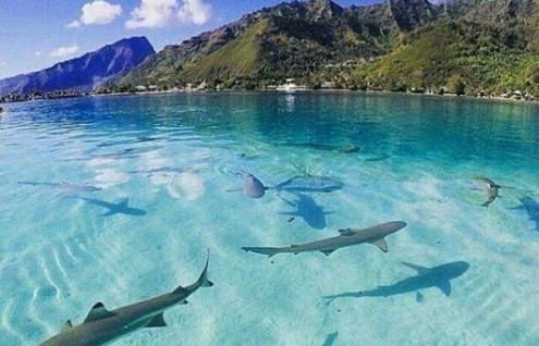 Polinesia: Playas Exóticas - Hasta Octubre
