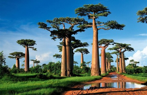 Madagascar Isla Continente - Hasta Enero 2020